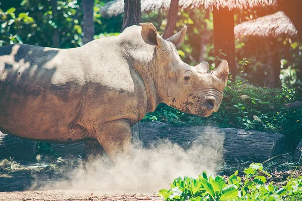 White rhino — Stock Photo, Image