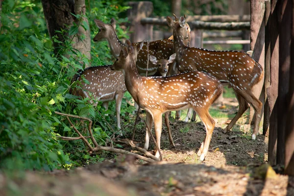 Chital — Stock Photo, Image