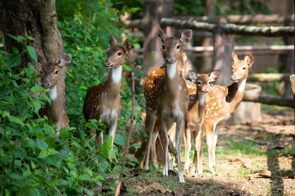 Chital. — Foto de Stock