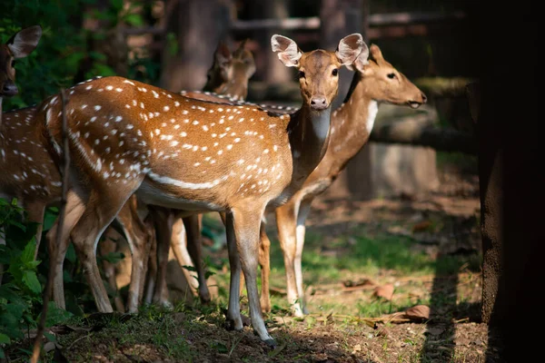 Chital. — Foto de Stock