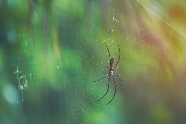 Spider je zasnoubený, aby počkal na oběť.. — Stock fotografie