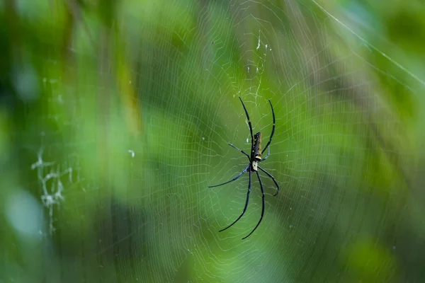 거미는 먹이를 기다리고 있습니다. — 스톡 사진