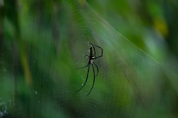 Павук заручений чекати на жертву.. — стокове фото