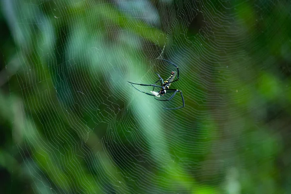 Spinne ist verlobt, um auf das Opfer zu warten. — Stockfoto