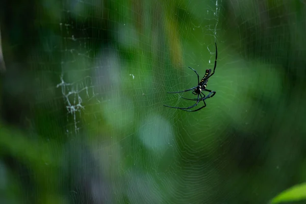 Spider è impegnato ad aspettare la vittima . — Foto Stock