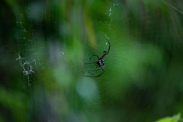 거미는 먹이를 기다리고 있습니다. — 스톡 사진