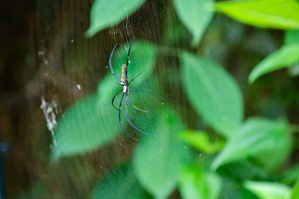 Spider is engaged to wait for the victim. — Stock Photo, Image
