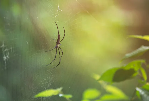 Spinne ist verlobt, um auf das Opfer zu warten. — Stockfoto