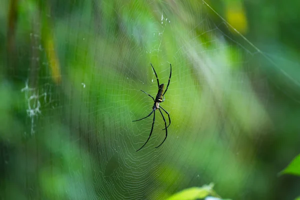 Pók jegyben jár, hogy megvárja az áldozatot.. — Stock Fotó