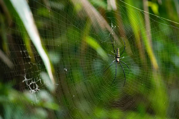 Spider wacht op het slachtoffer.. — Stockfoto