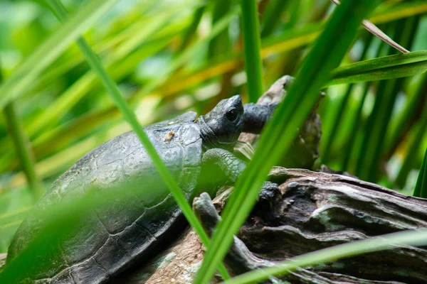 Las tortugas están tomando el sol en los troncos en medio de los gras — Foto de Stock
