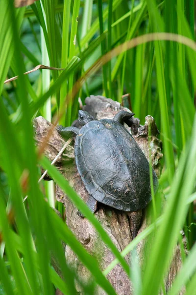 Las tortugas están tomando el sol en los troncos en medio de los gras — Foto de Stock