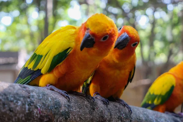 Солнечный попугай — стоковое фото