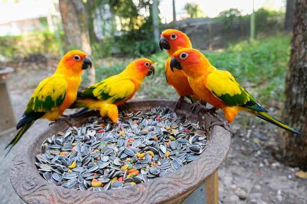 Sun parakeet — Stock Photo, Image