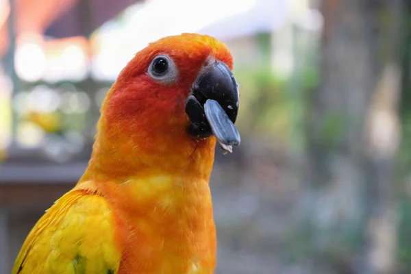 Sun parakeet — Stock Photo, Image