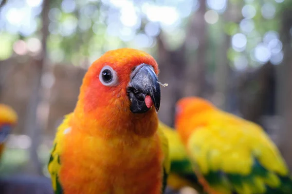 Sun parakeet — Stock Photo, Image