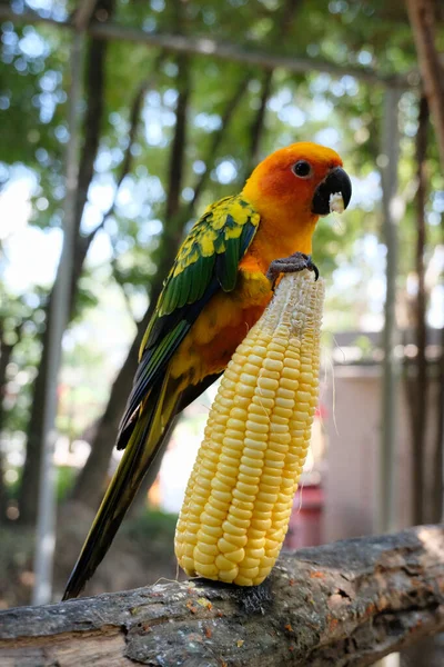 Perico sol — Foto de Stock