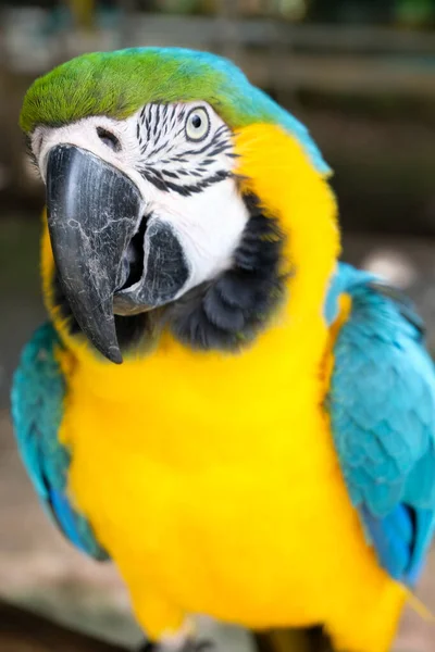 Arara azul e amarela agressiva — Fotografia de Stock