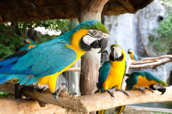 Aggressive Blue and Yellow Macaw — Stock Photo, Image