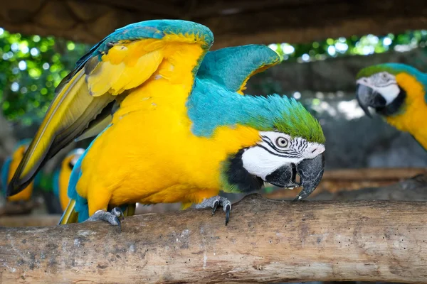 ก้าวร้าวสีฟ้าและสีเหลือง Macaw — ภาพถ่ายสต็อก