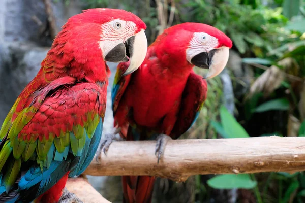 Guacamayo verde — Foto de Stock