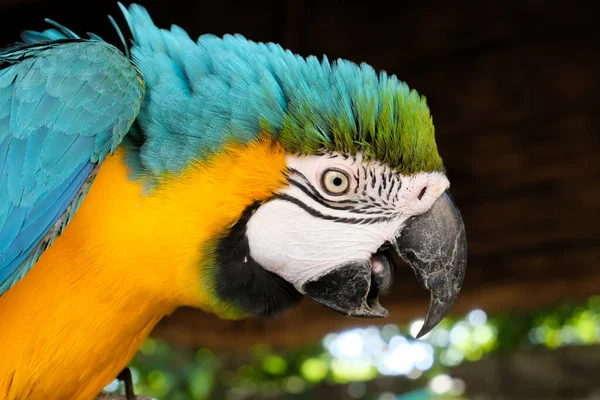 Aggressive Blue and Yellow Macaw — Stock Photo, Image