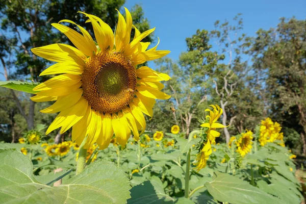 Sol flor y abeja — Foto de Stock