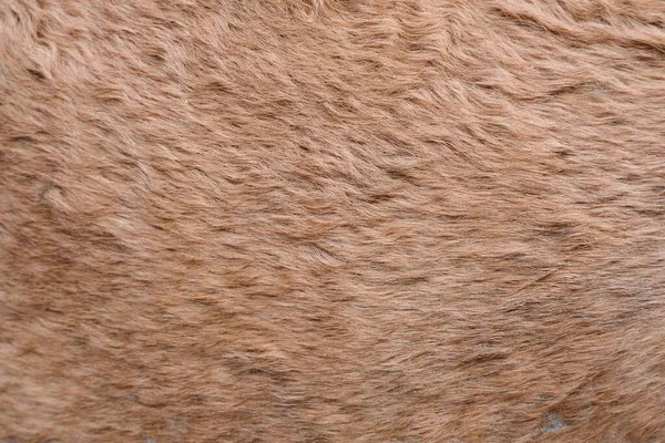 ラクダの毛 — ストック写真