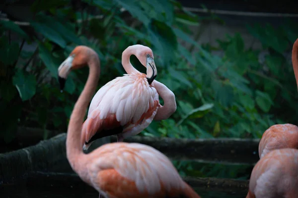 Amerikaanse flamingo — Stockfoto