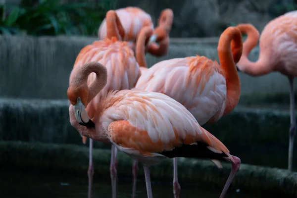 Amerikaanse flamingo — Stockfoto