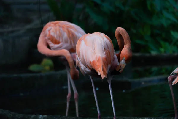 Amerikaanse flamingo — Stockfoto