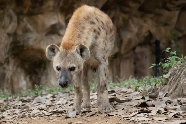 Hyena — Stock Photo, Image