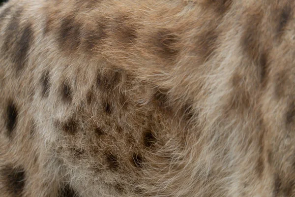 Hyena hair — Stock Photo, Image
