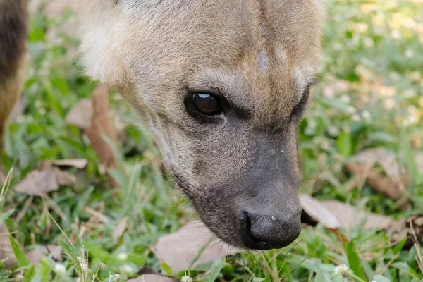 Spotted hyena — Stock Photo, Image