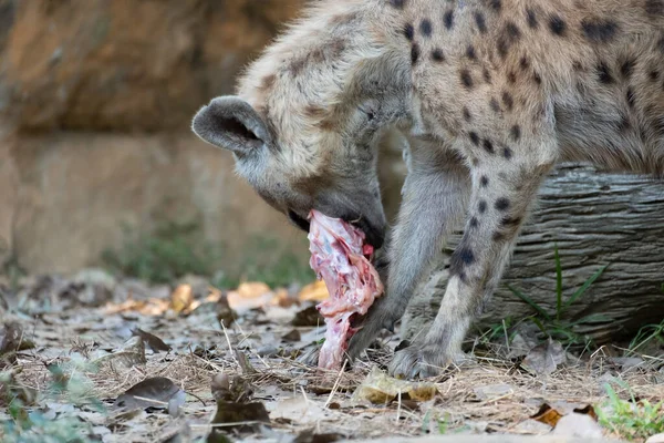 Spotted hyena — Stock Photo, Image