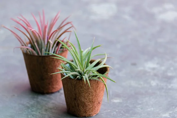 Tillandsia — Stok fotoğraf