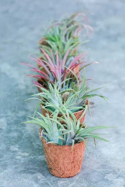 Tillandsia — Photo