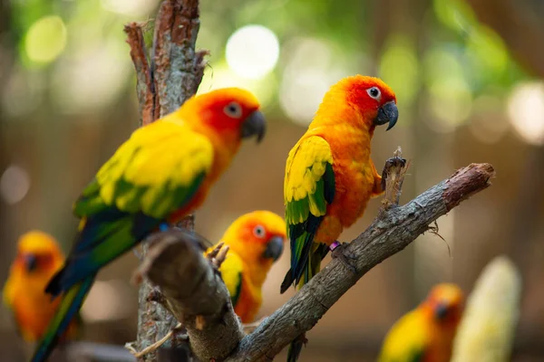 Гарне Положення Сонячного Папуги Вони Маленький Красивий Птах — стокове фото