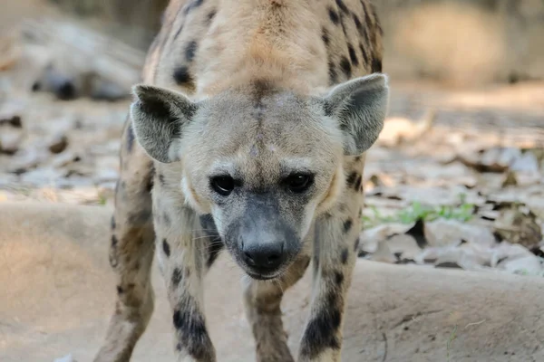 Fläckig hyena — Stockfoto