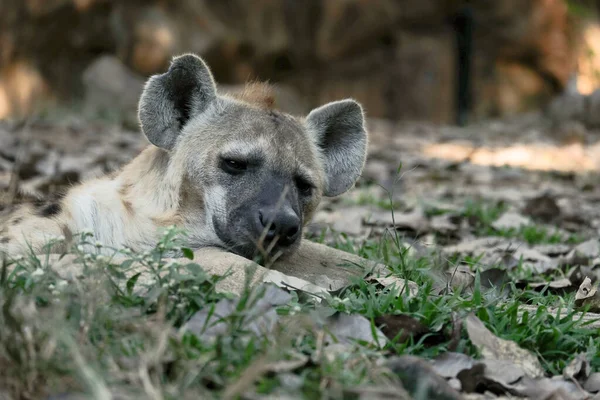 Spotted hyena — Stock Photo, Image