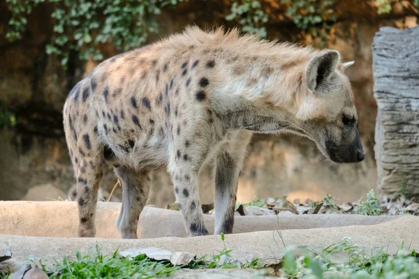 Gevlekte hyena — Stockfoto