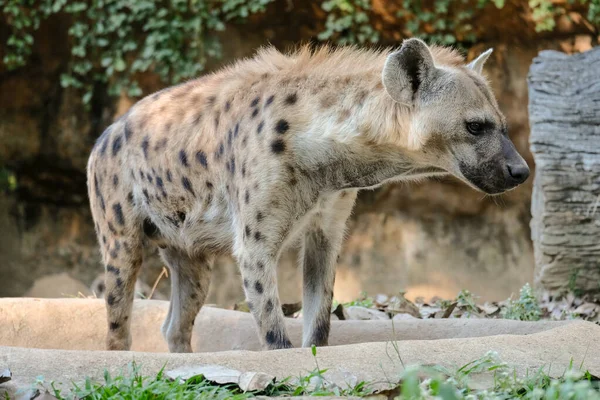 Fläckig hyena — Stockfoto