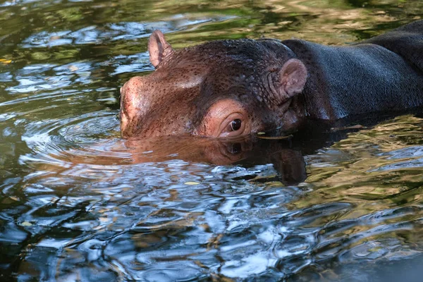 Nilpferd — Stockfoto