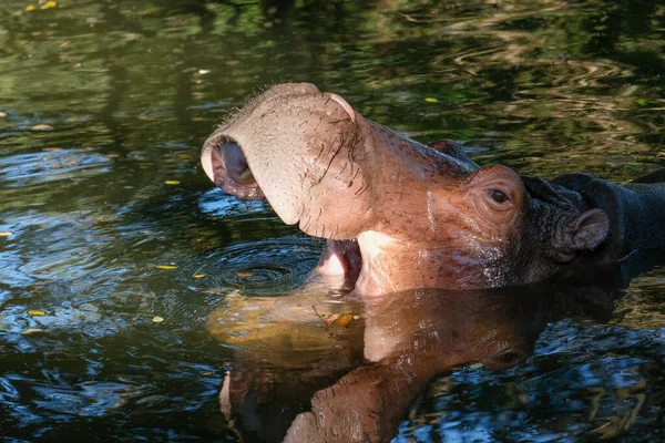 Nilpferd — Stockfoto