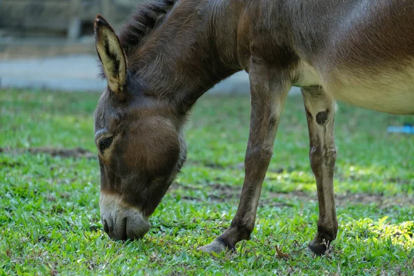 Burro. — Foto de Stock