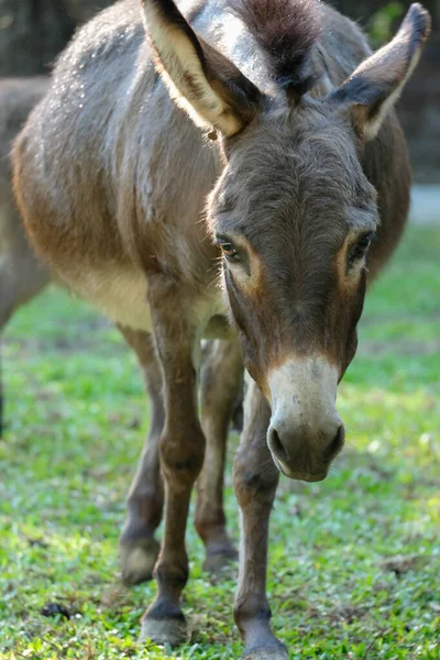 Donkey — Stock Photo, Image