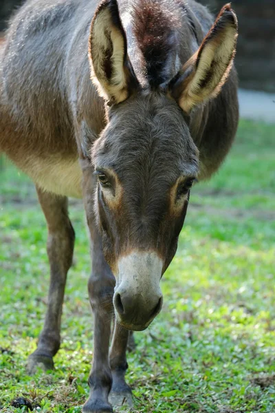 Burro. — Foto de Stock