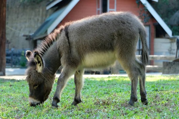 Donkey — Stock Photo, Image