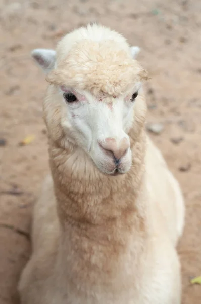 Alpaca — Foto de Stock