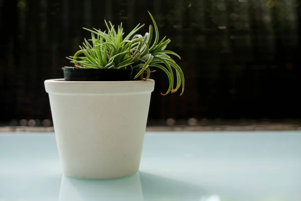 Tillandsia — Fotografia de Stock